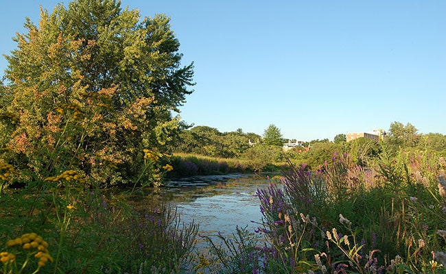 Scenic view of Alewife Brook Reservation with lush greenery and serene water