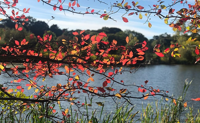 Scenic view of a pond framed by colorful fall foliage